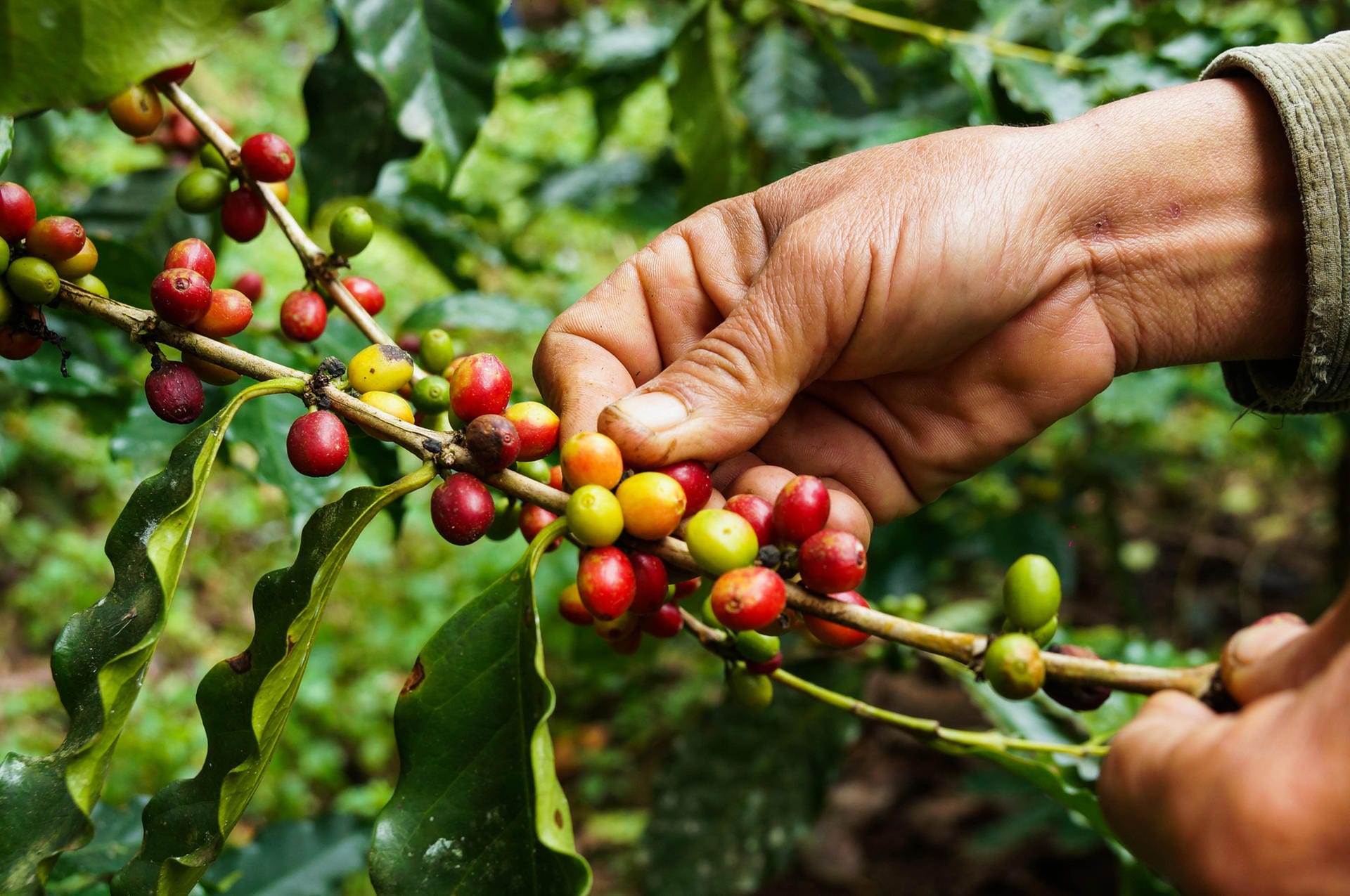 Bei uns kennt man nur die Kaffeebohnen, doch in Südamerika verwendet man auch die Kaffeefrucht für das Erfrischungsgetränk Cascara.