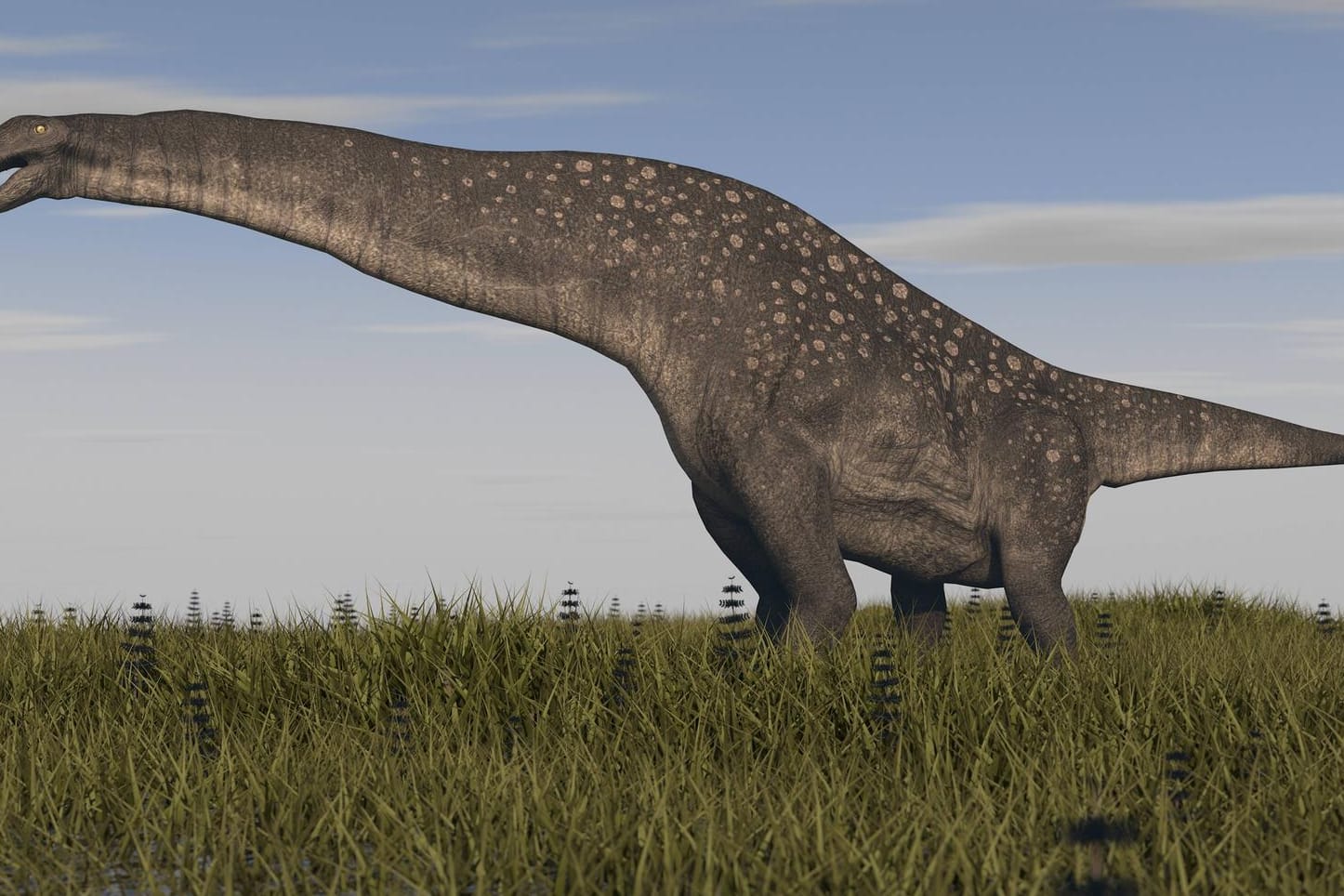 Gewaltiger Koloss: Der Titanosaurus wurde über 30 Meter lang.