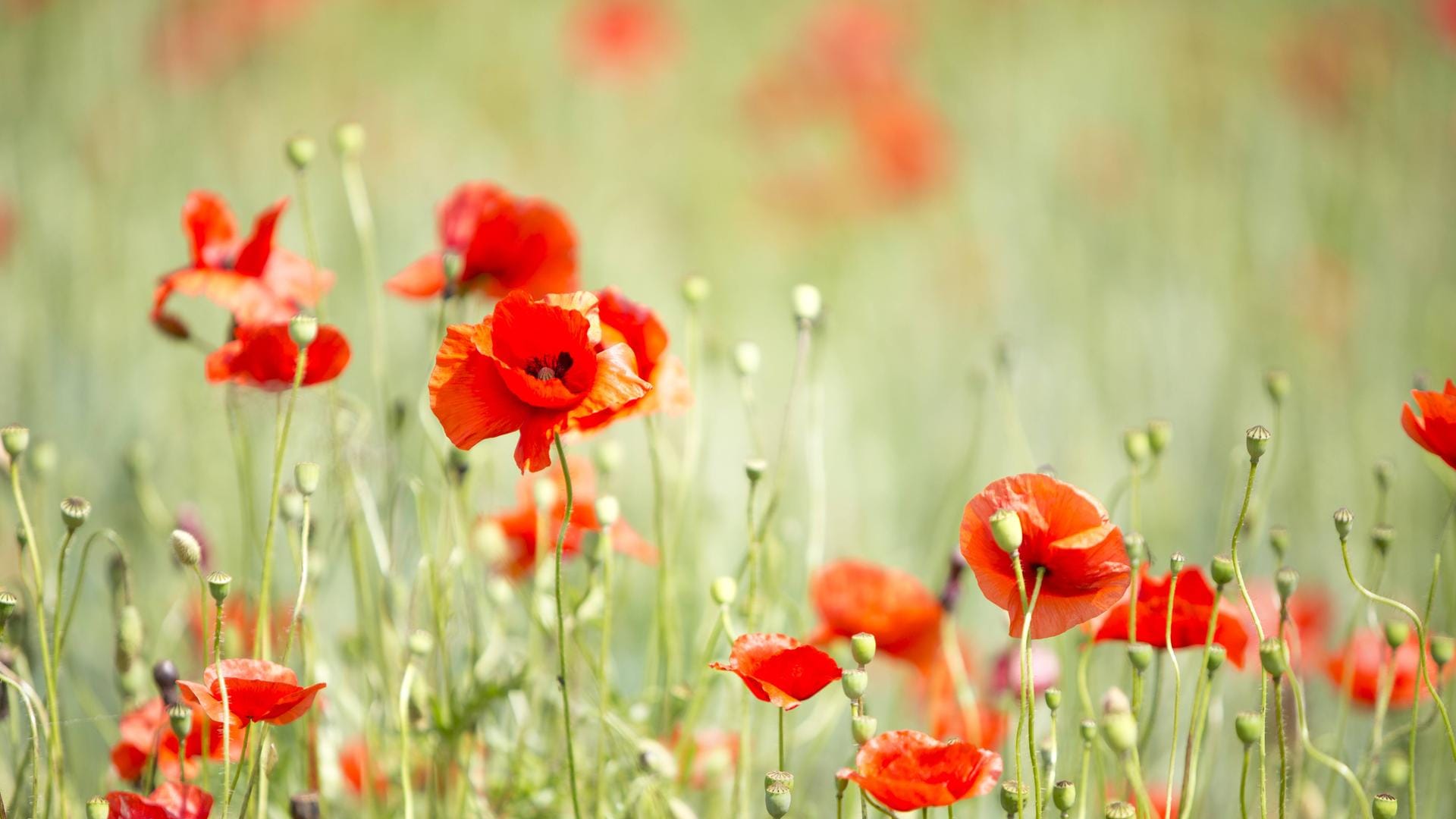 Klatschmohn ist Dank seiner knallig roten Farbe unverwechselbar.