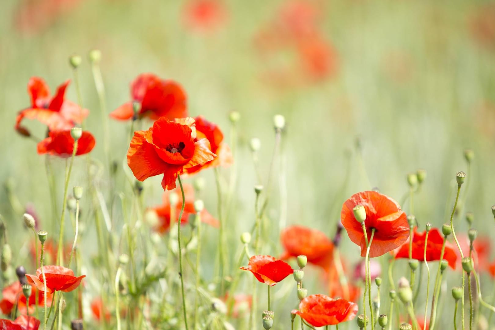 Klatschmohn ist Dank seiner knallig roten Farbe unverwechselbar.