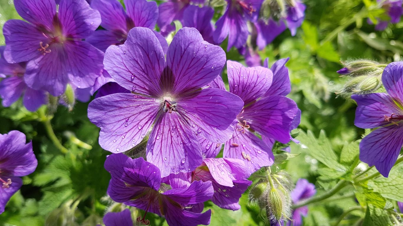 Im Garten ist der Storchschnabel vor allem als Bodendecker beliebt.