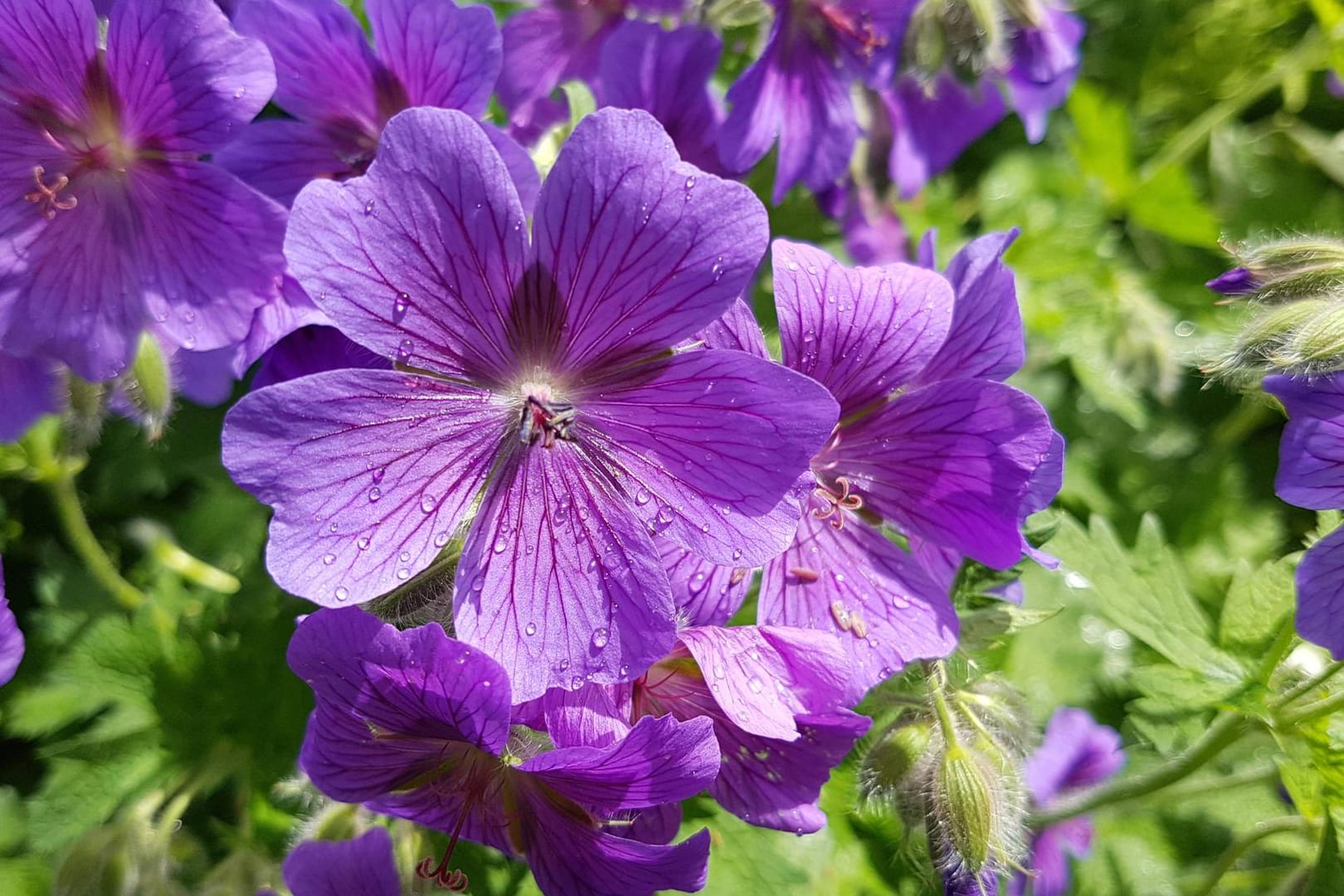 Im Garten ist der Storchschnabel vor allem als Bodendecker beliebt.