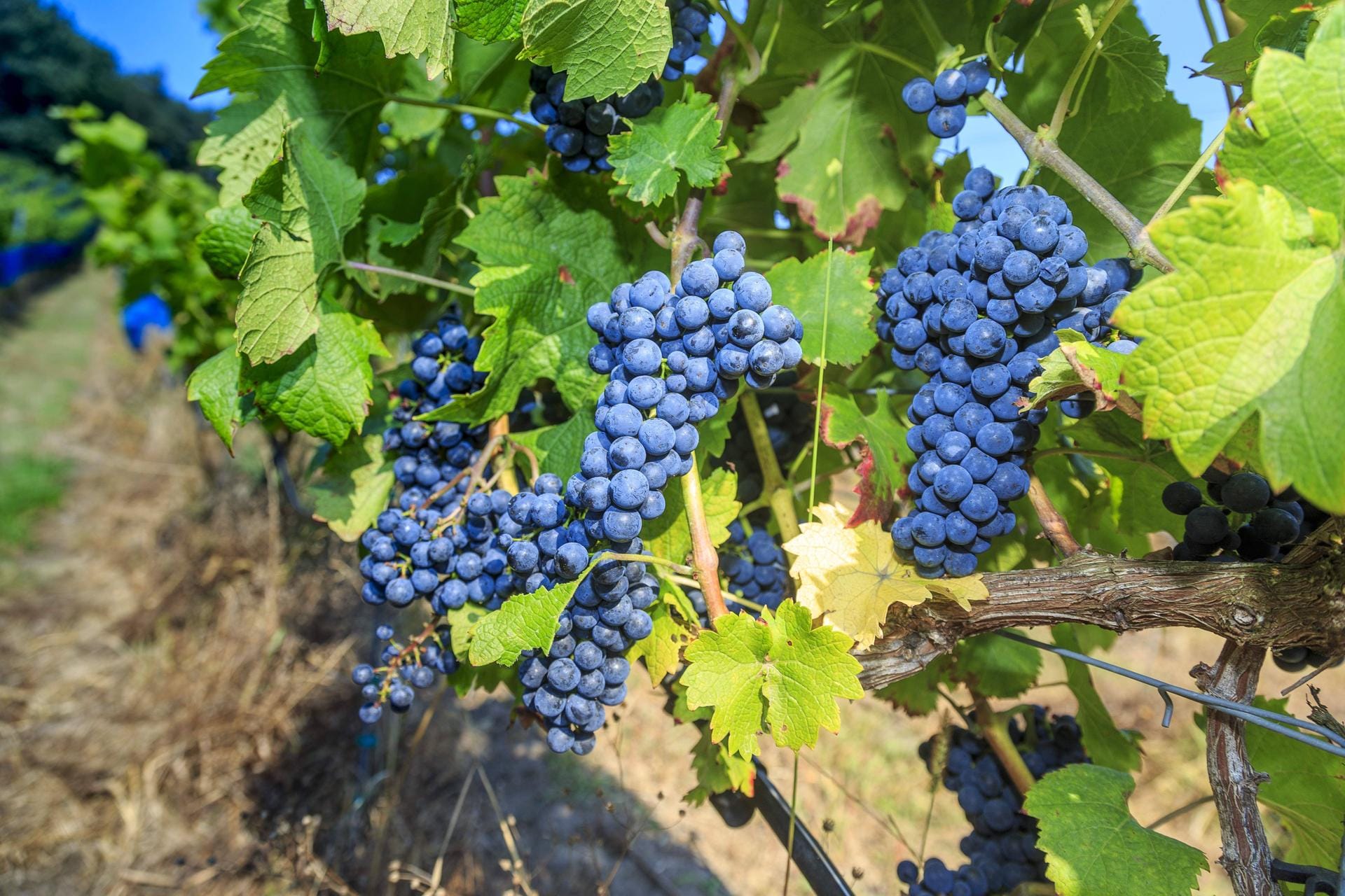Piwi lautet der Fachbegriff für "pilzwiderstandsfähige Rebsorten". Die Sorten tragen Namen wie Cabernet Cortis oder Regent bei Rotweinen. Johanniter nennt sich eine Sorte bei den Weißweinen.