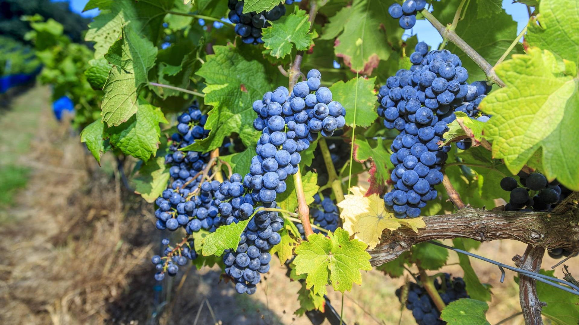 Piwi lautet der Fachbegriff für "pilzwiderstandsfähige Rebsorten". Die Sorten tragen Namen wie Cabernet Cortis oder Regent bei Rotweinen. Johanniter nennt sich eine Sorte bei den Weißweinen.