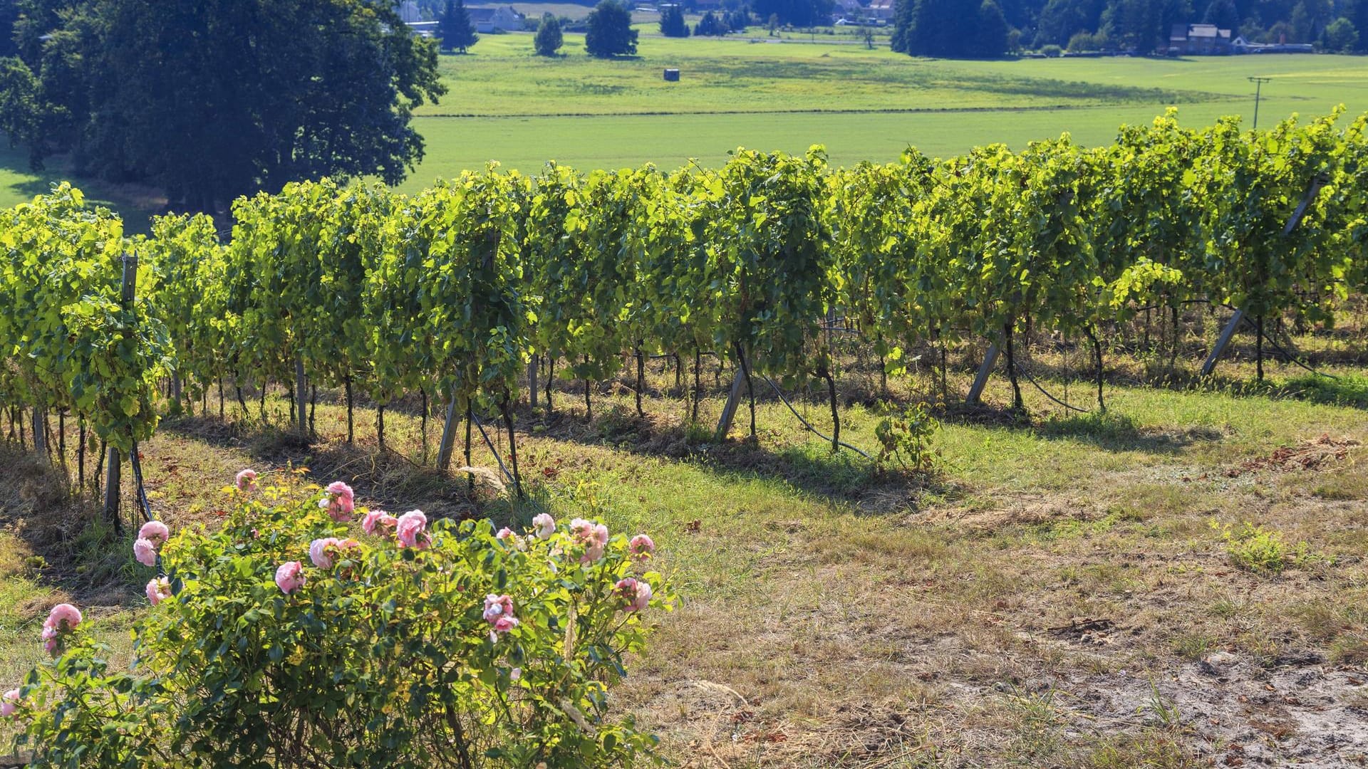 Vor allem in diesem Jahr wurde der Vorteil dieser robusten Weinsorten deutlich. Pilzerkrankungen wie der Falsche Mehltau hatten vor allem Biowinzern zugesetzt.