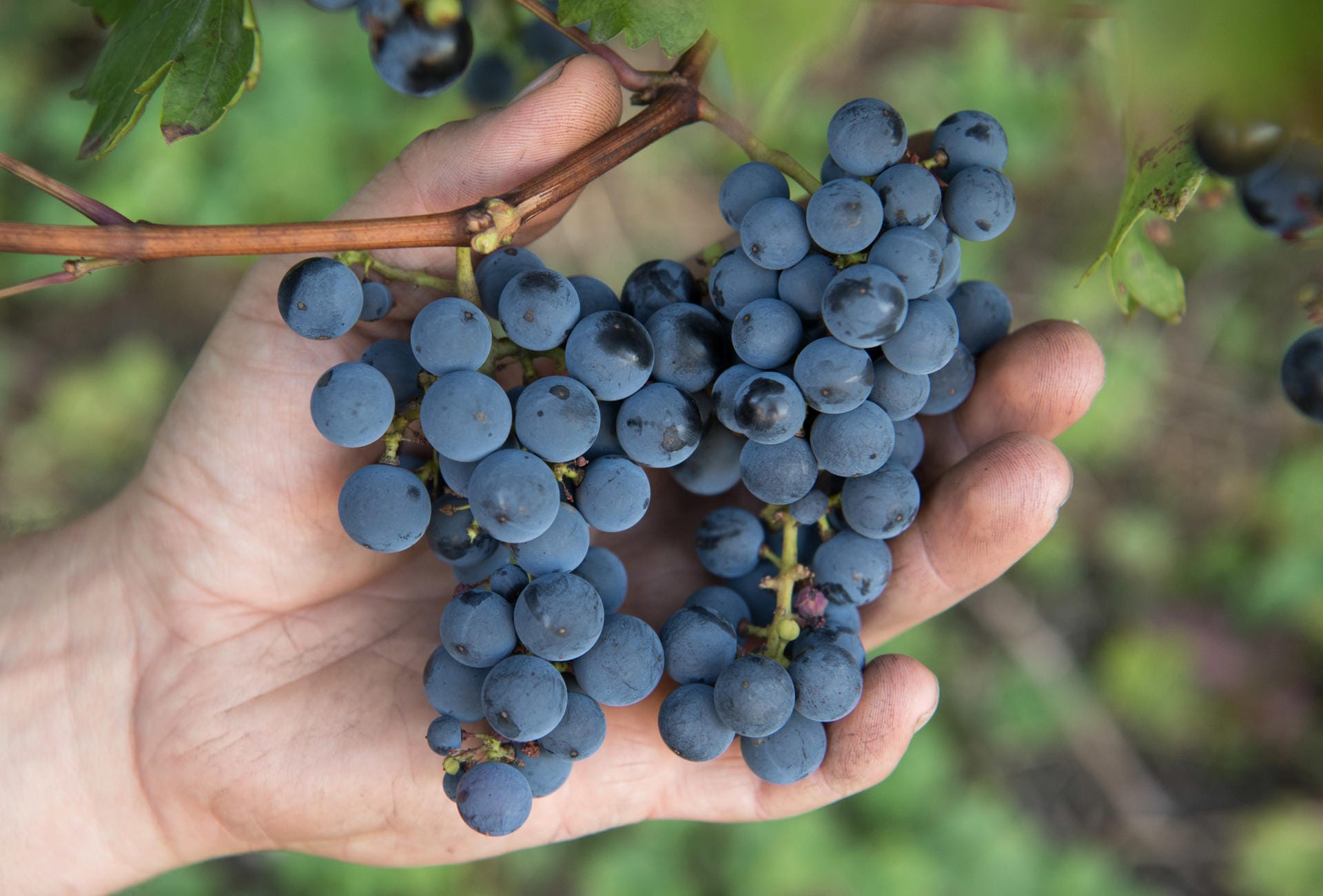 Hier ist eine Traube der pilzwiderstandsfähigen Weinsorte VB Cal. 1-22 zu sehen.