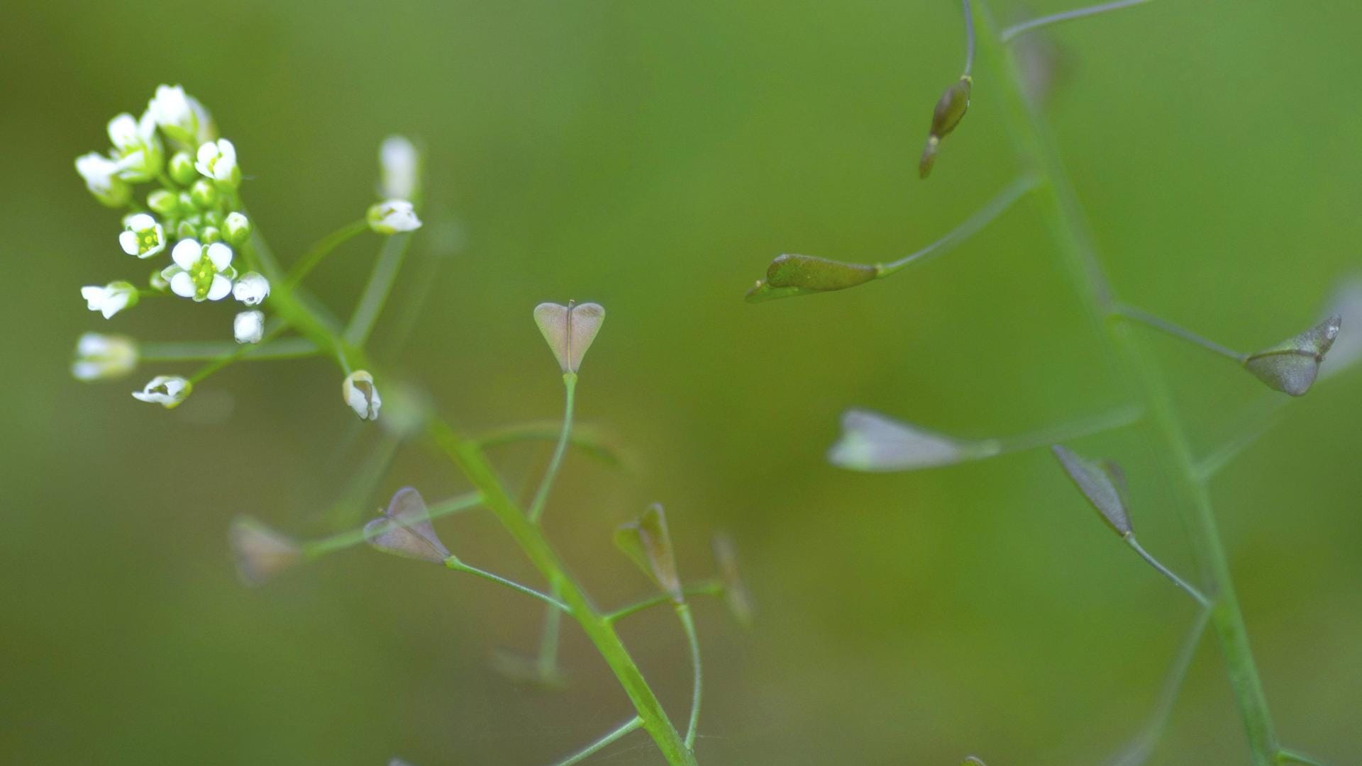 Die Blütenform der Heilpflanze ähneln den früheren Umhängetaschen der Hirten, woraus der botanische Namen entstanden ist.