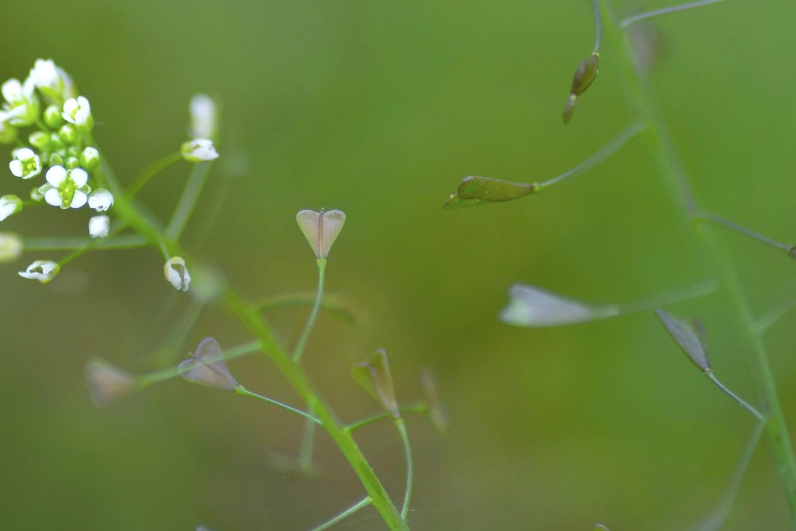 Die Blütenform der Heilpflanze ähneln den früheren Umhängetaschen der Hirten, woraus der botanische Namen entstanden ist.