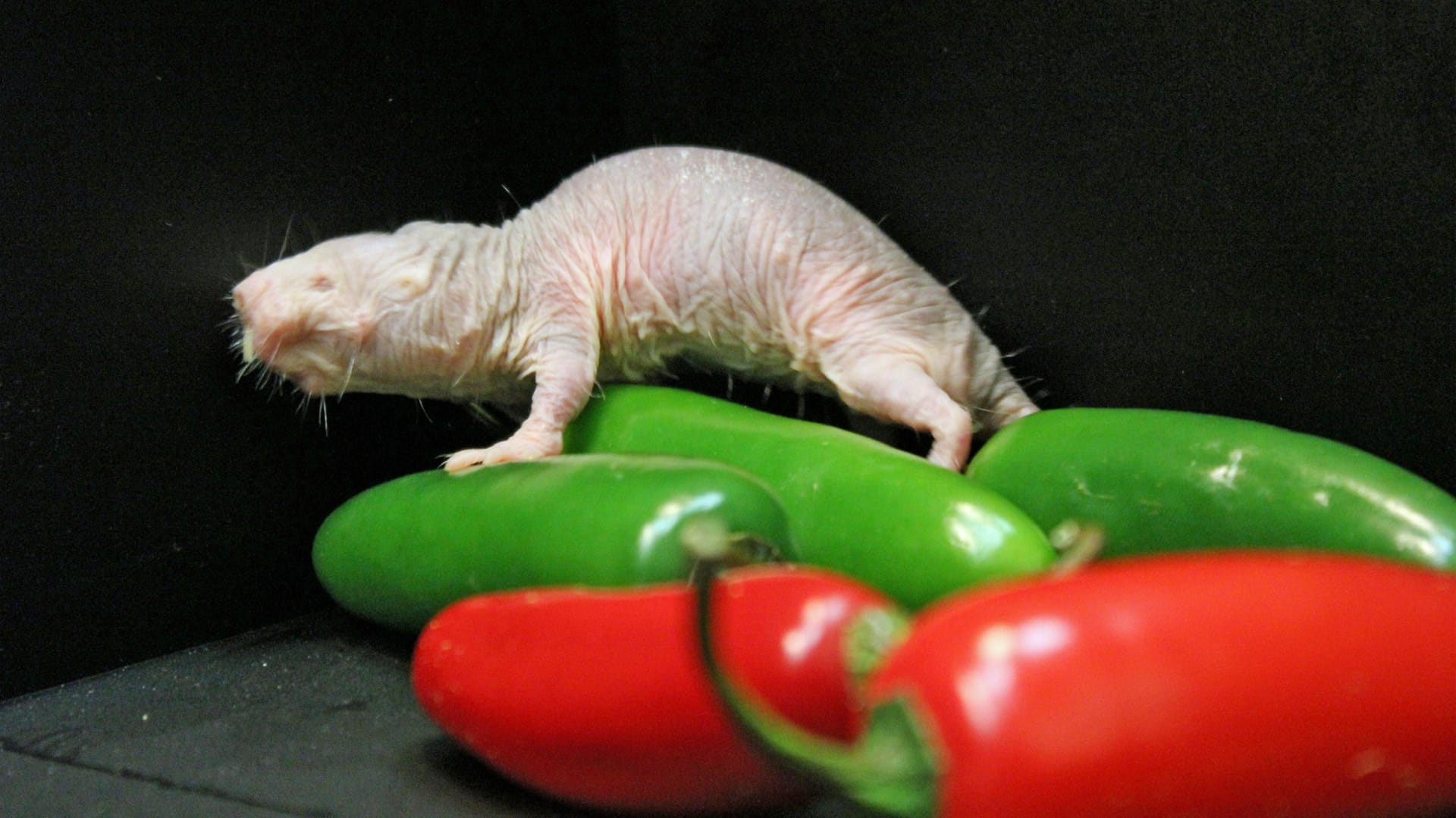 Sie sind hässlich, nackt und fast blind, doch einige Supereigenschaften der Nacktmulle faszinieren die Wissenschaftler. Sie sind hässlich, nackt und fast blind, doch einige Supereigenschaften der Nacktmulle faszinieren die Wissenschaftler.
