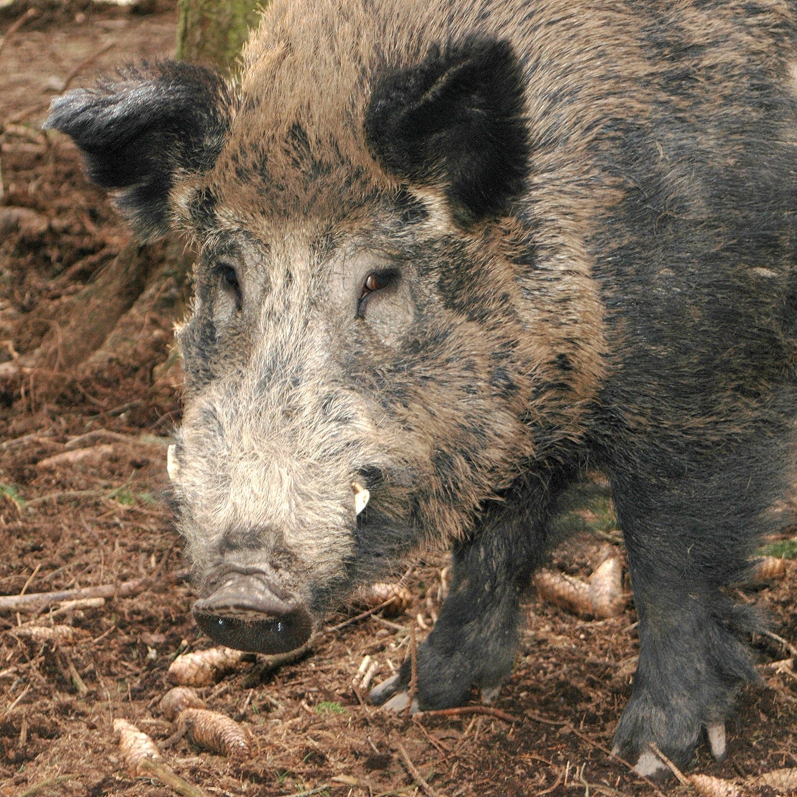 Wildschweine aus der Region sind meist übers ganze Jahr zu bekommen. Ihr Fleisch ist etwas fettreicher als das von Reh und Hirsch, aber fast ebenso aromatisch.