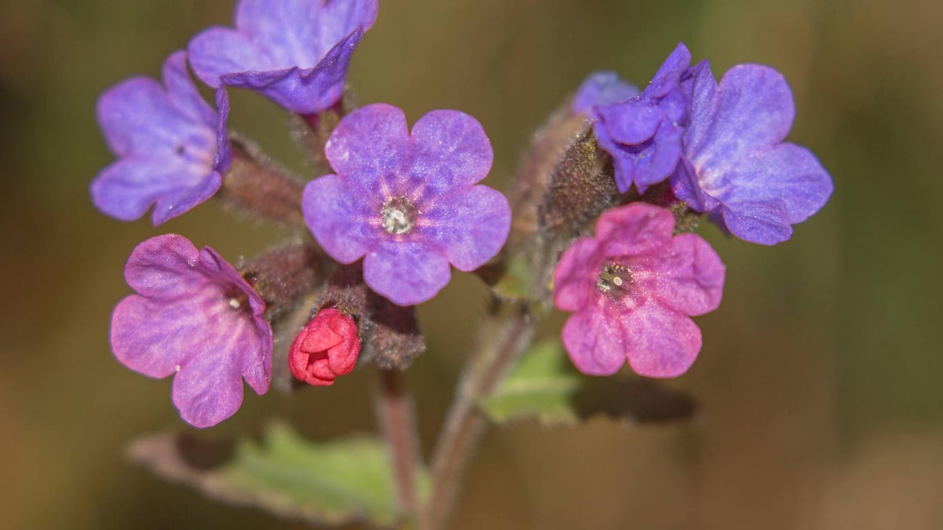 Echtes Lungenkraut ist erkennbar an seinen glockenartigen blau-violetten Blüten.