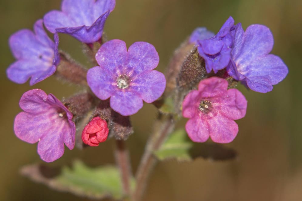 Echtes Lungenkraut ist erkennbar an seinen glockenartigen blau-violetten Blüten.