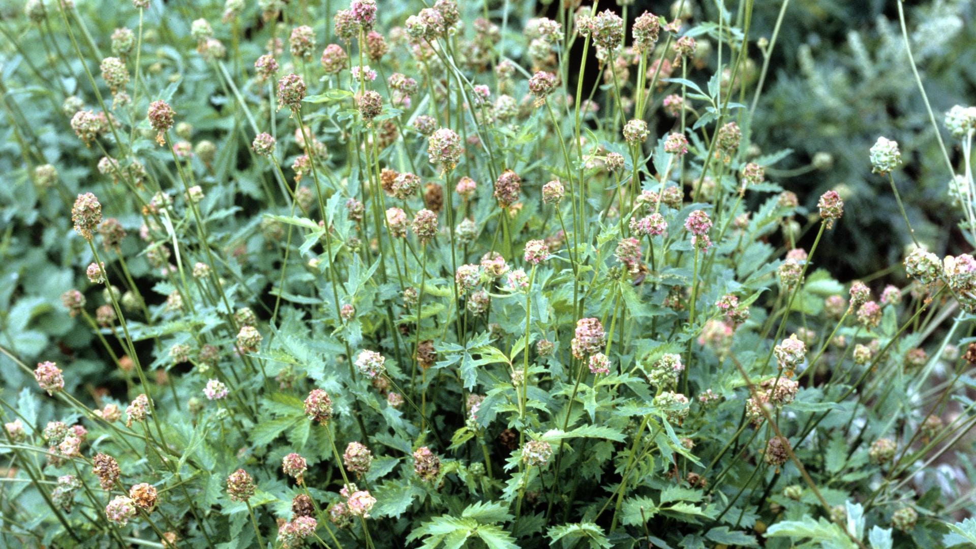 Der kleine Wiesenknopf ist eine vielseitig verwendbare Heilpflanze.