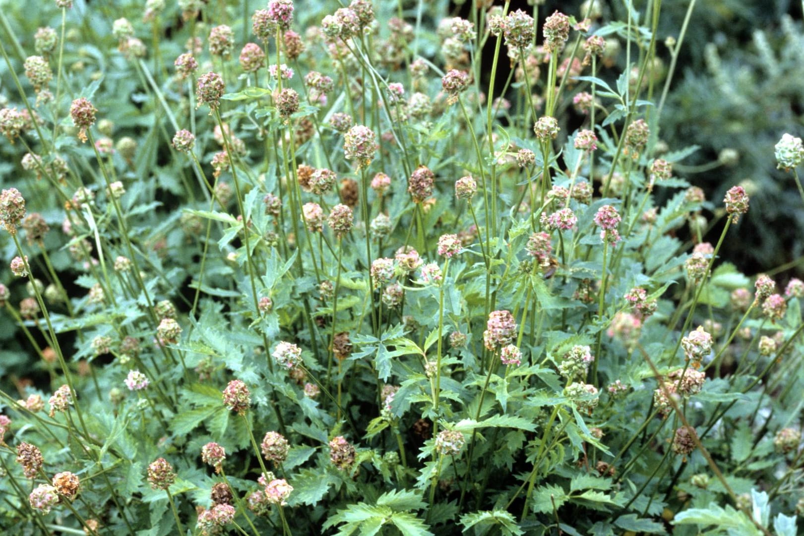 Der kleine Wiesenknopf ist eine vielseitig verwendbare Heilpflanze.