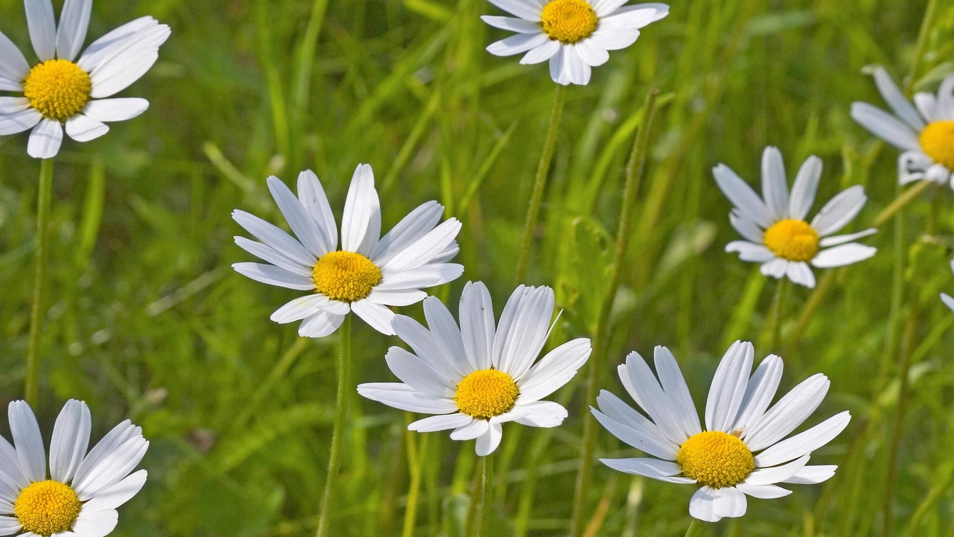 Nicht nur als Zierpflanze ist die Margerite im Garten beliebt.