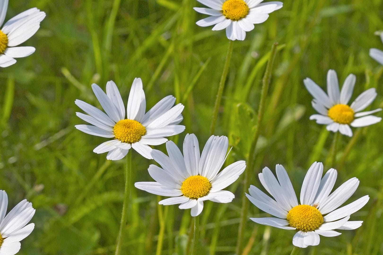 Nicht nur als Zierpflanze ist die Margerite im Garten beliebt.