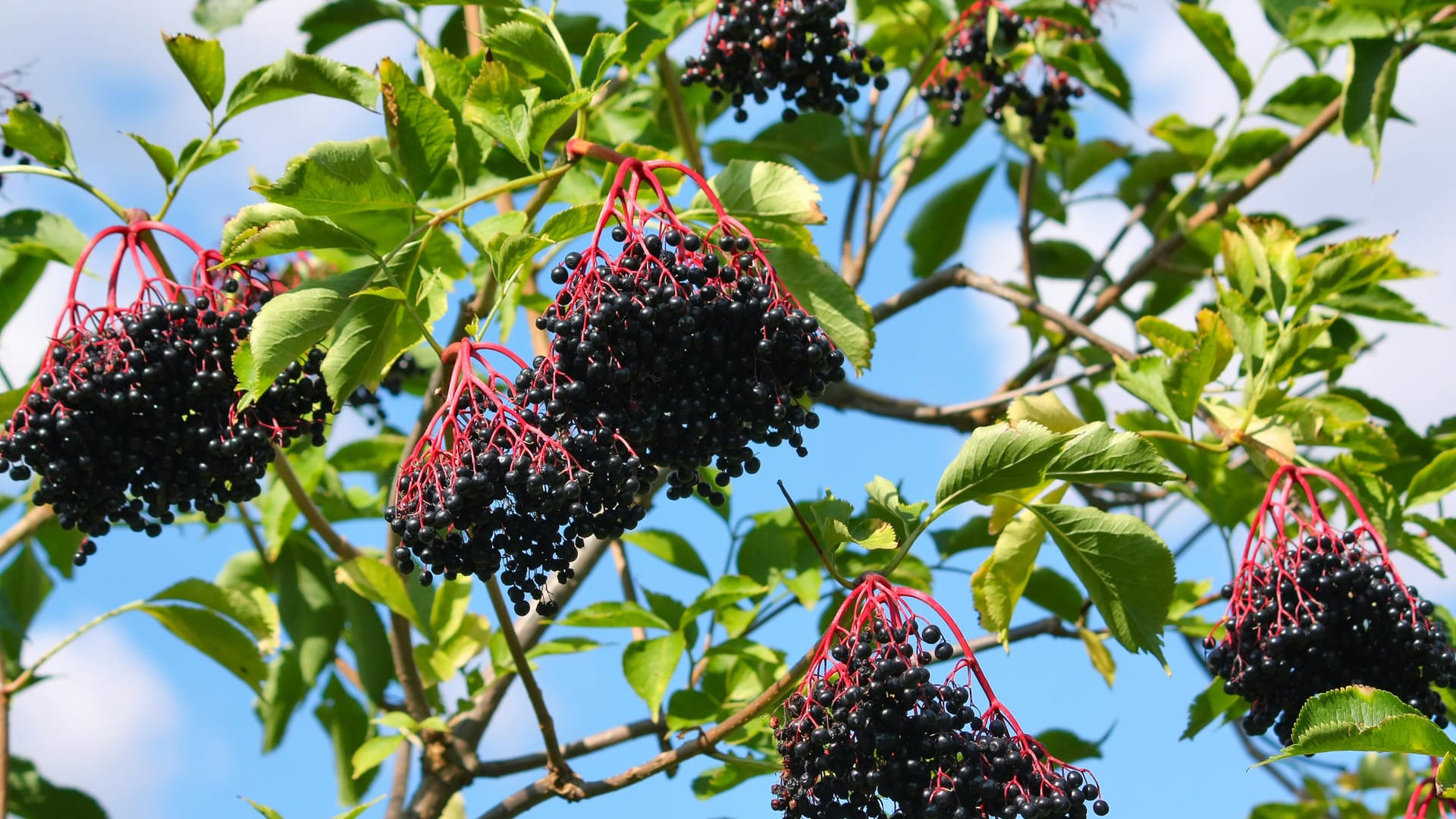 Der Holunder ist reif, wenn sich die Stiele rötlich und die Beeren schwarz verfärben.