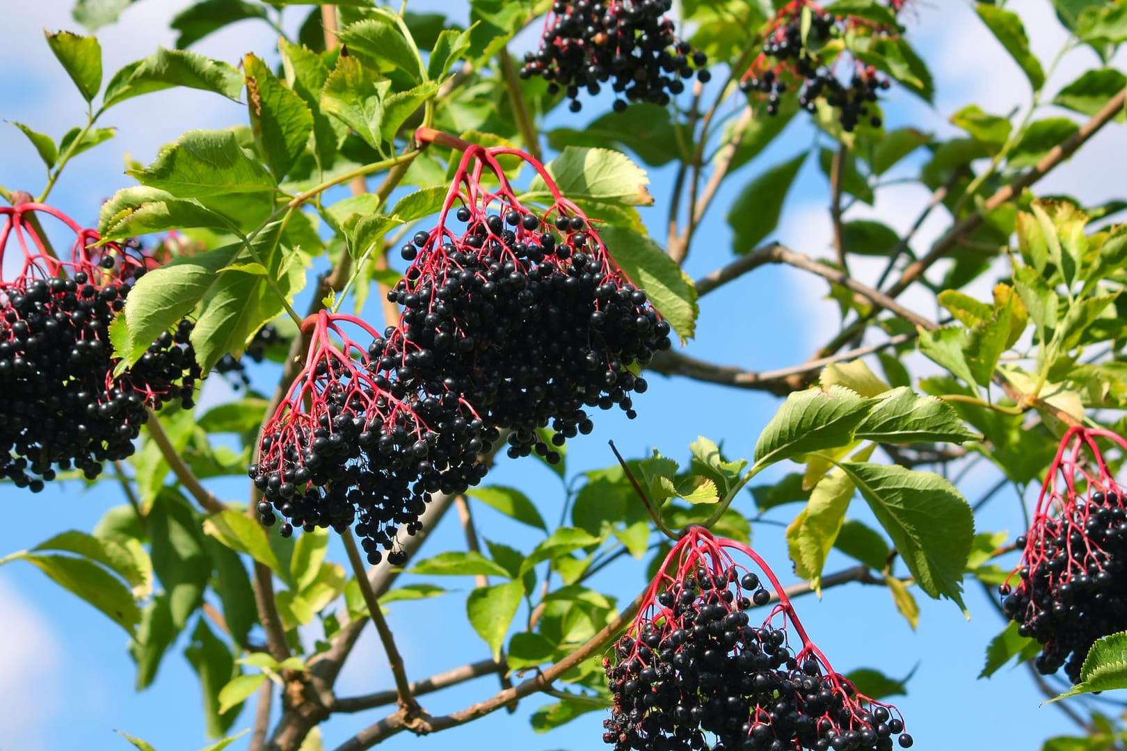 Der Holunder ist reif, wenn sich die Stiele rötlich und die Beeren schwarz verfärben.