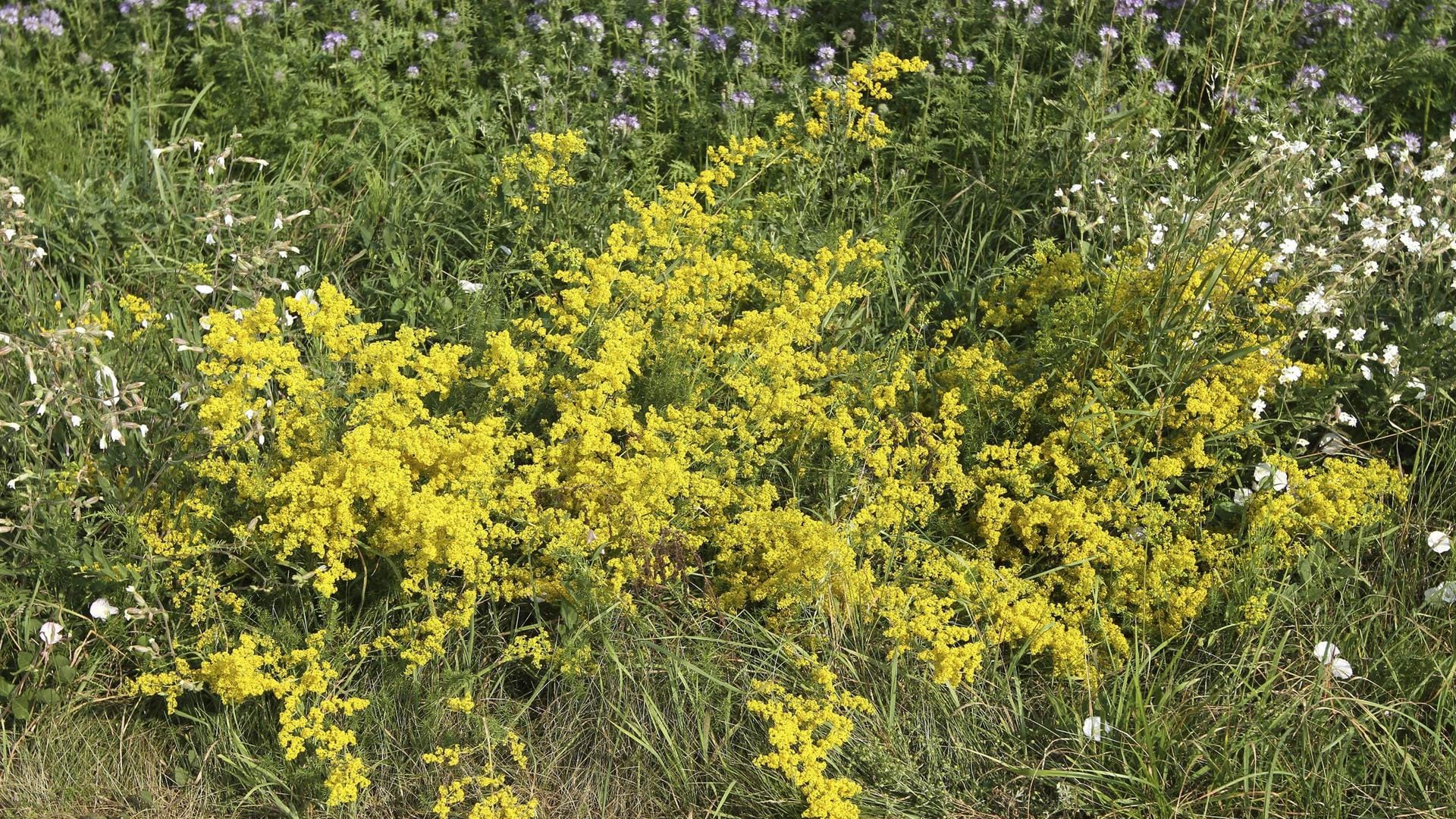 Echtes Labkraut ist wegen seiner harntreibenden Wirkung ein beliebtes Naturheilmittel.