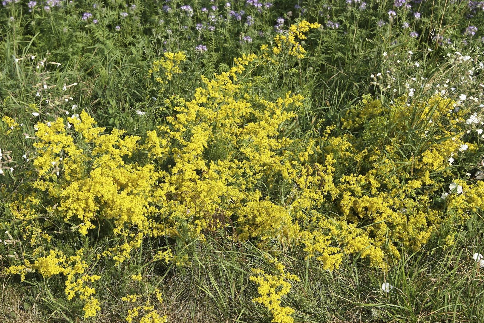 Echtes Labkraut ist wegen seiner harntreibenden Wirkung ein beliebtes Naturheilmittel.