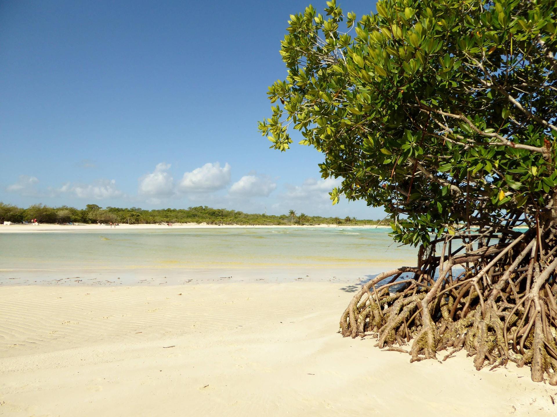 Karibik-Feeling pur erwartet Urlauber an der kubanischen Nordküste. Das Holidaycheck Award Hotel 2016 Melia Cayo Coco liegt direkt über der märchenhaften Lagune.
