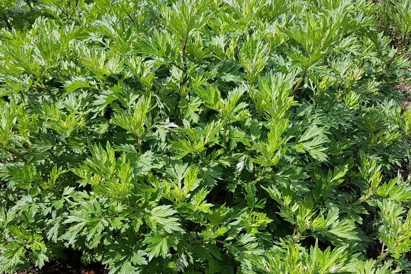 Beifuß ist auch unter dem Namen "Wilder Wermut" bekannt.