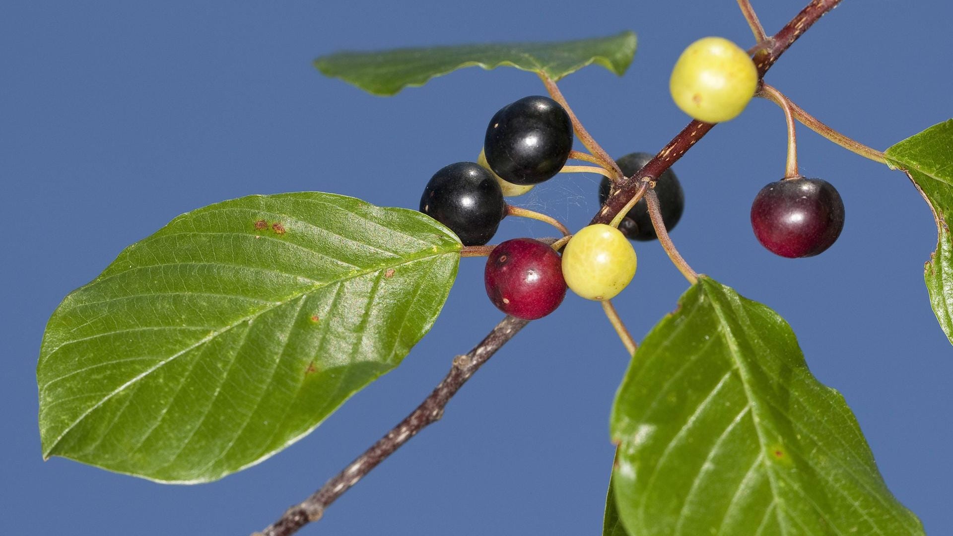 Die Beeren des Faulbaum sind giftig, die getrocknete Rinde aber heilsam.