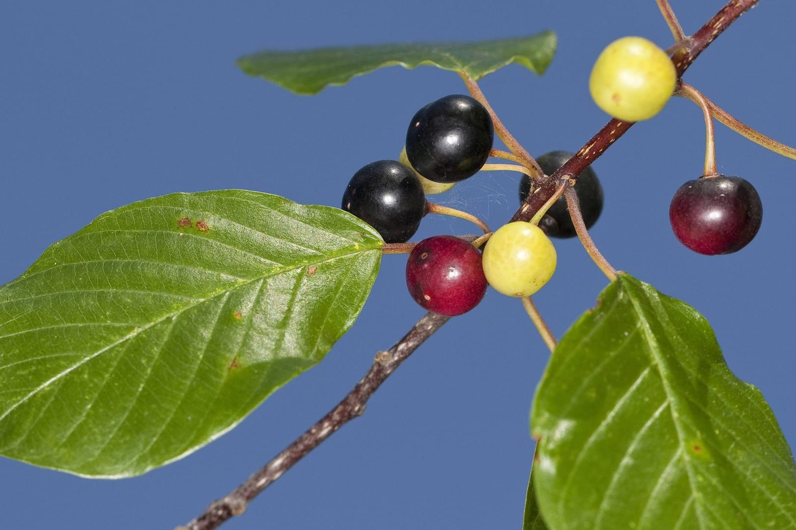 Die Beeren des Faulbaum sind giftig, die getrocknete Rinde aber heilsam.