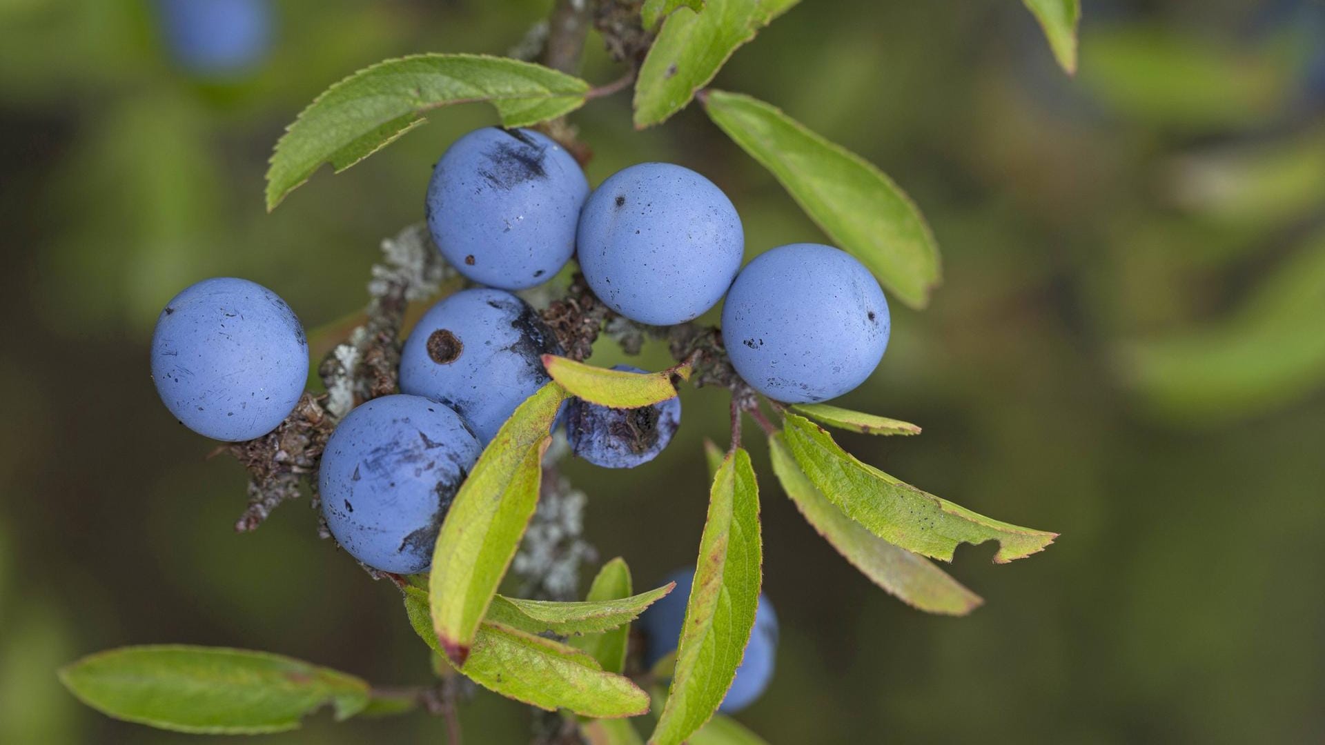 Die Früchte der Schlehe sehen Heidelbeeren zum Verwechseln ähnlich.