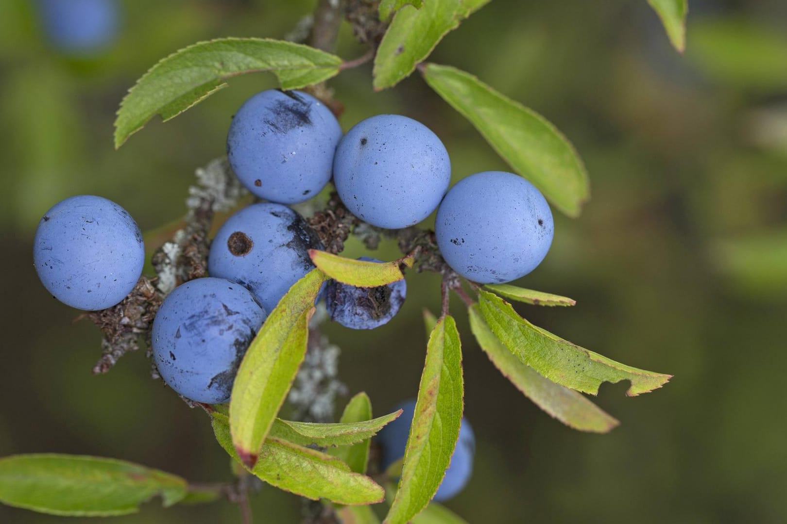 Die Früchte der Schlehe sehen Heidelbeeren zum Verwechseln ähnlich.