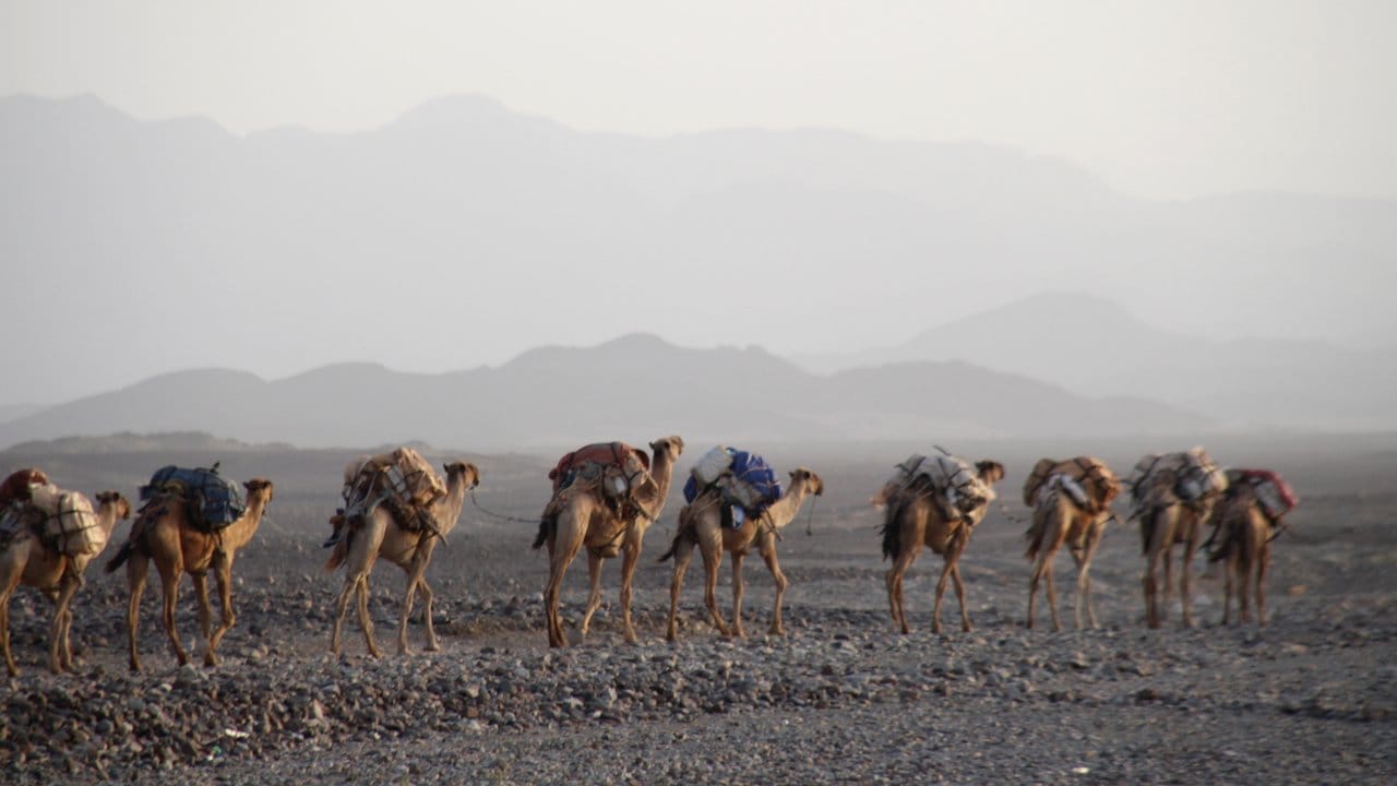 Kamelkarawanen transportieren das Salz aus der Danakil-Wüste zum einige Tage entfernten Umschlagplatz.