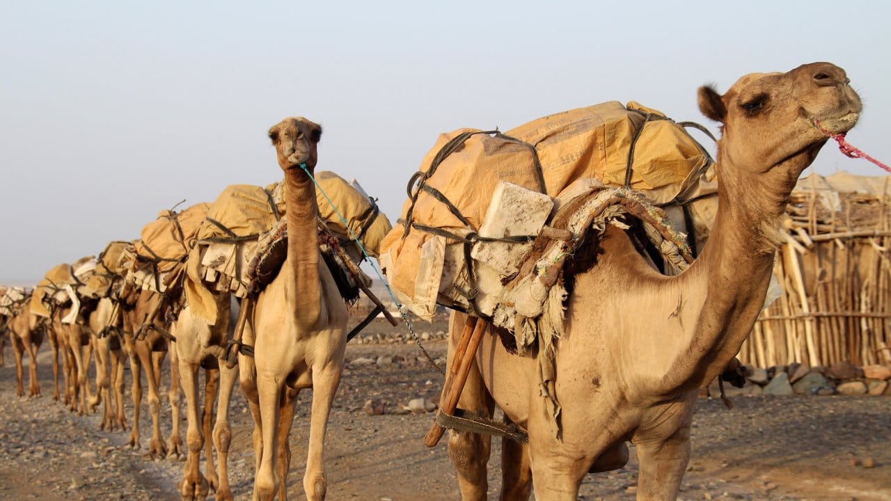 Kamele als Transportmittel: Mit ihnen wird das Salz der Dallol-Pfanne in der nordäthiopischen Danakil-Wüste transportiert.