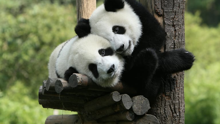 Schmusen als einziges Liebesspiel: Manche Paare tun es den Pandas gleich.