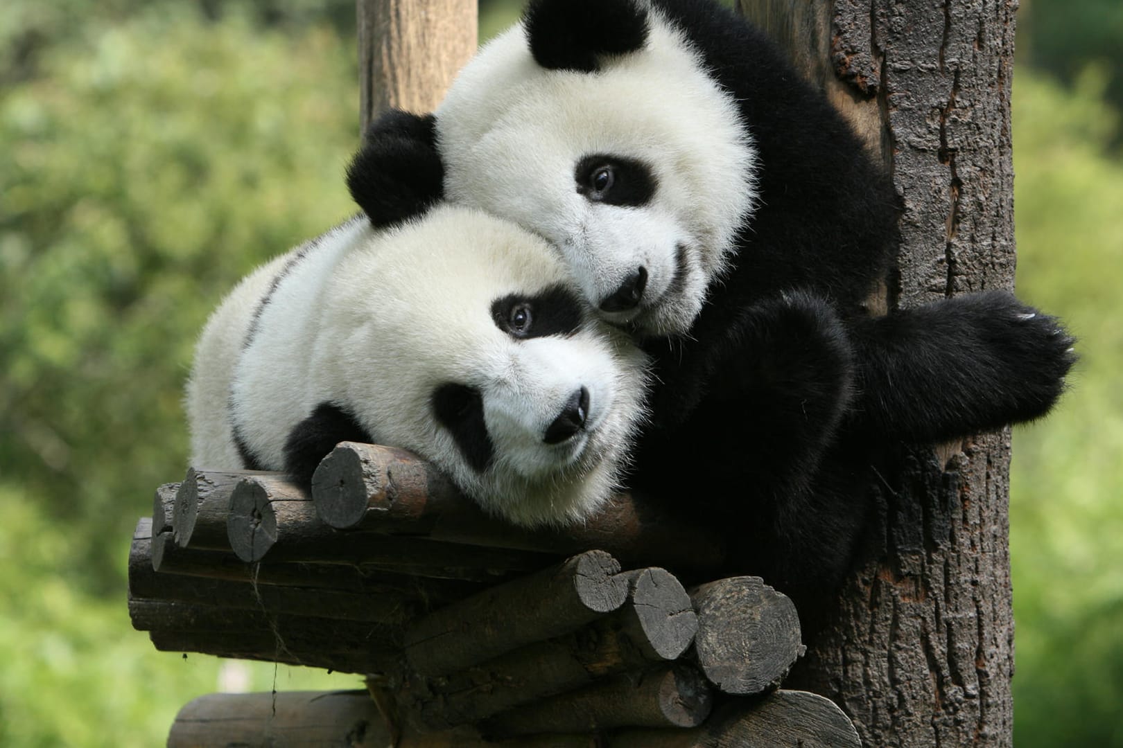 Schmusen als einziges Liebesspiel: Manche Paare tun es den Pandas gleich.