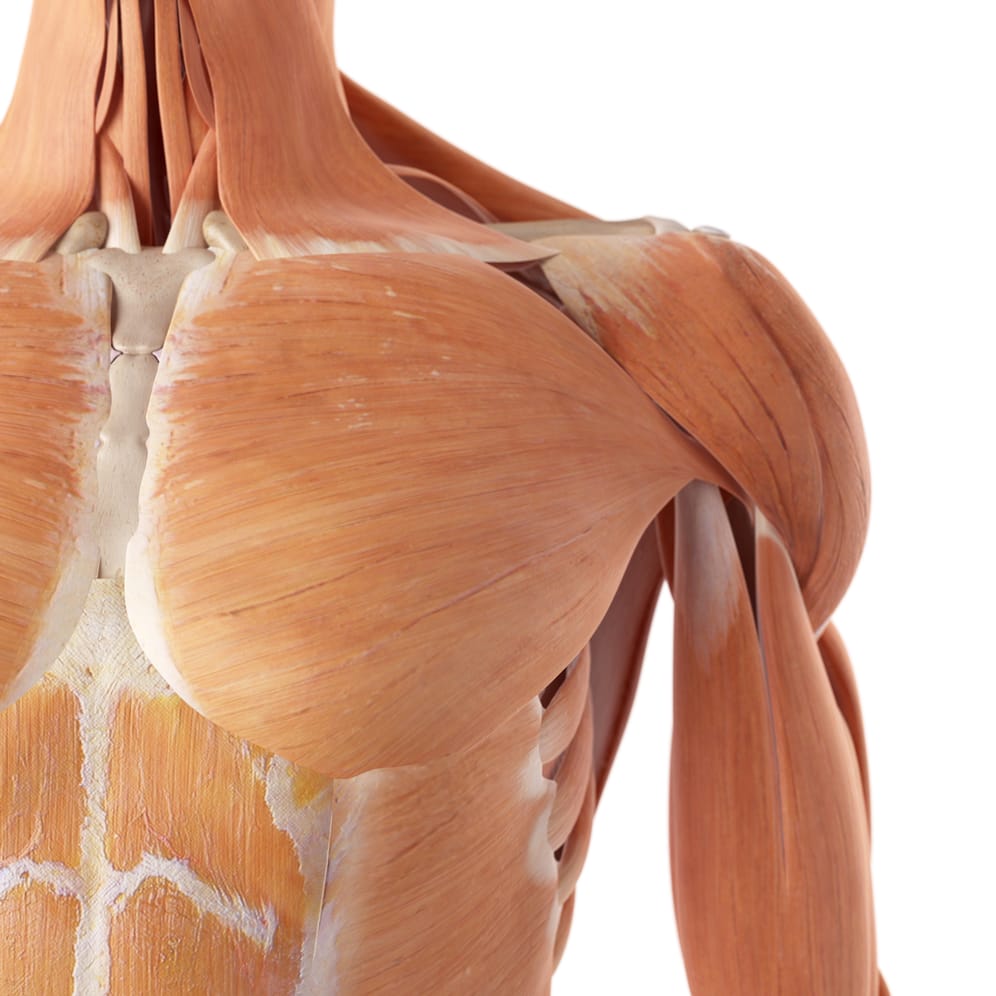 Es sollten Bewegungen erfolgen, die die großen und kleinen Brustmuskeln durch Drehung, Heben und Heranziehen im Schultergelenk unterstützen.