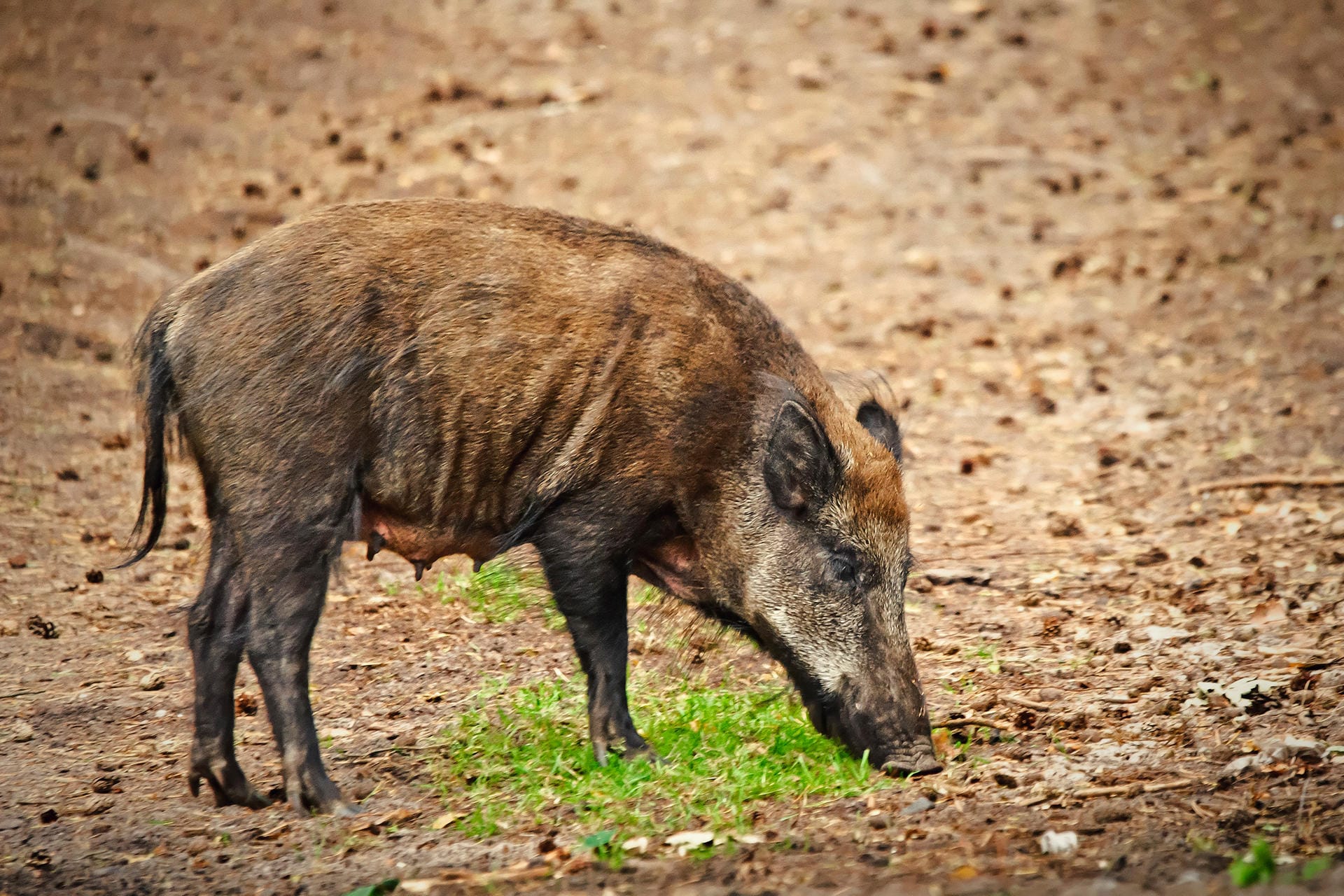 Einfach in Ruhe lassen: Werden Wildschweine regelmäßig gefüttert oder gewöhnen sich an die Nähe des Menschen, steigt die Gefahr von Angriffen drastisch.
