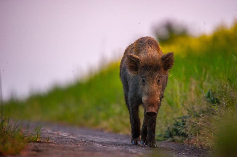 Auf Wander- und Feldwegen bewegen sich Wildschweine nur sehr selten – denn der Geruch des Menschen bedeutete für sie Gefahr.
