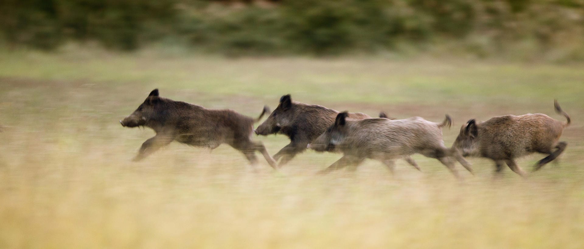Verdammt schnell im Wald unterwegs: Wildschweine können bis zu 50 km/h schnell galoppieren und zu bis zu zwei Meter weiten Sprünge ansetzen. Vor ihnen wegzulaufen ist daher ziemlich sinnlos.