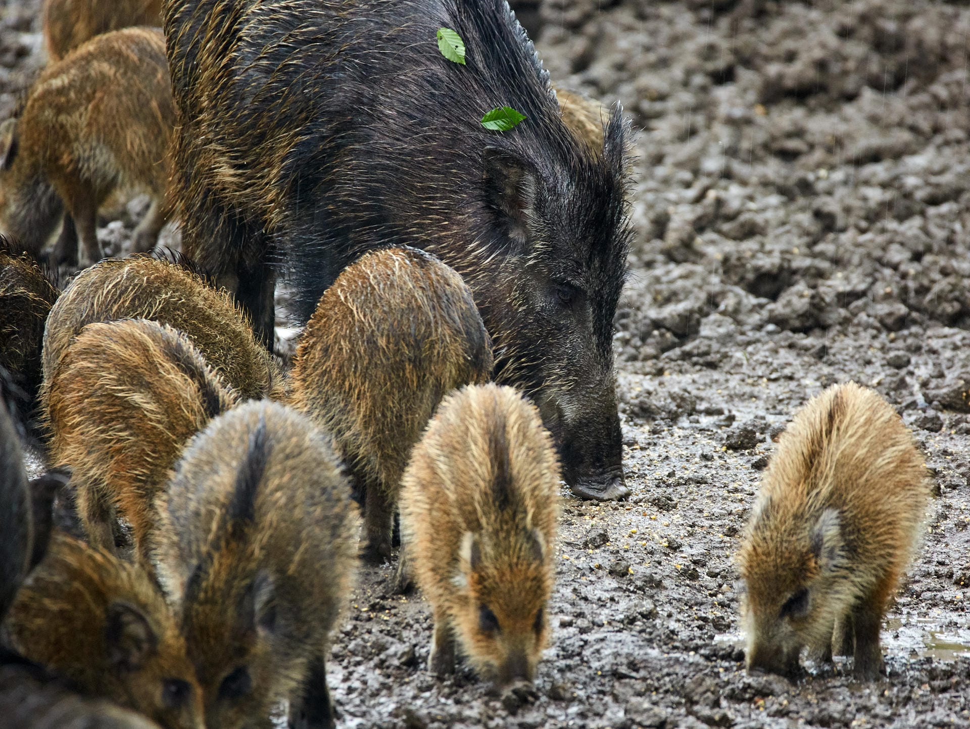 Ein Wildschweinrudel mit Bache und Frischlingen ist friedlich und scheu. Doch fühlt die Bache sich oder den Nachwuchs bedroht, kann es schnell ernst werden.