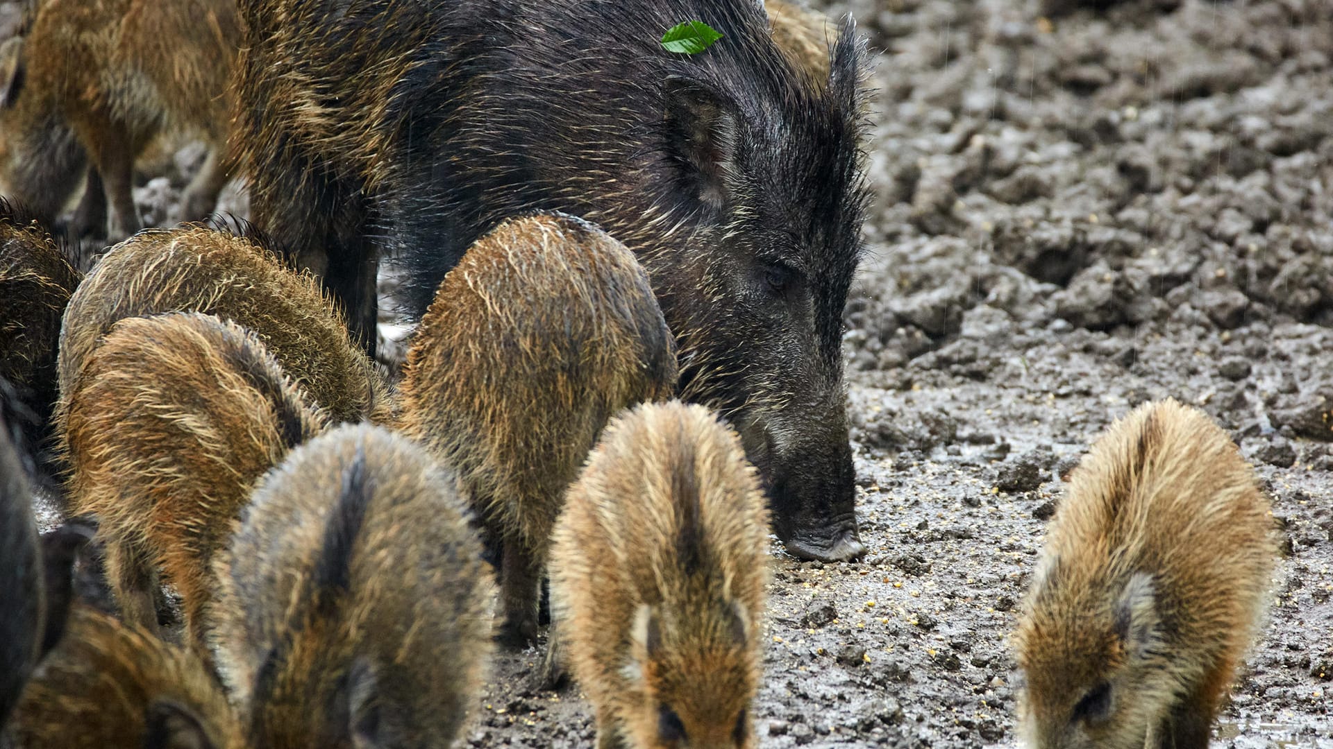 Ein Wildschweinrudel mit Bache und Frischlingen ist friedlich und scheu. Doch fühlt die Bache sich oder den Nachwuchs bedroht, kann es schnell ernst werden.