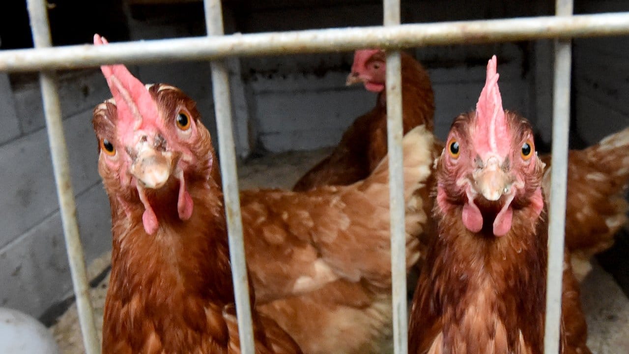 Wird die Vogelgrippe in einem Bestand nachgewiesen, müssen dort alle Vögel getötet werden. Wird die Vogelgrippe in einem Bestand nachgewiesen, müssen dort alle Vögel getötet werden.