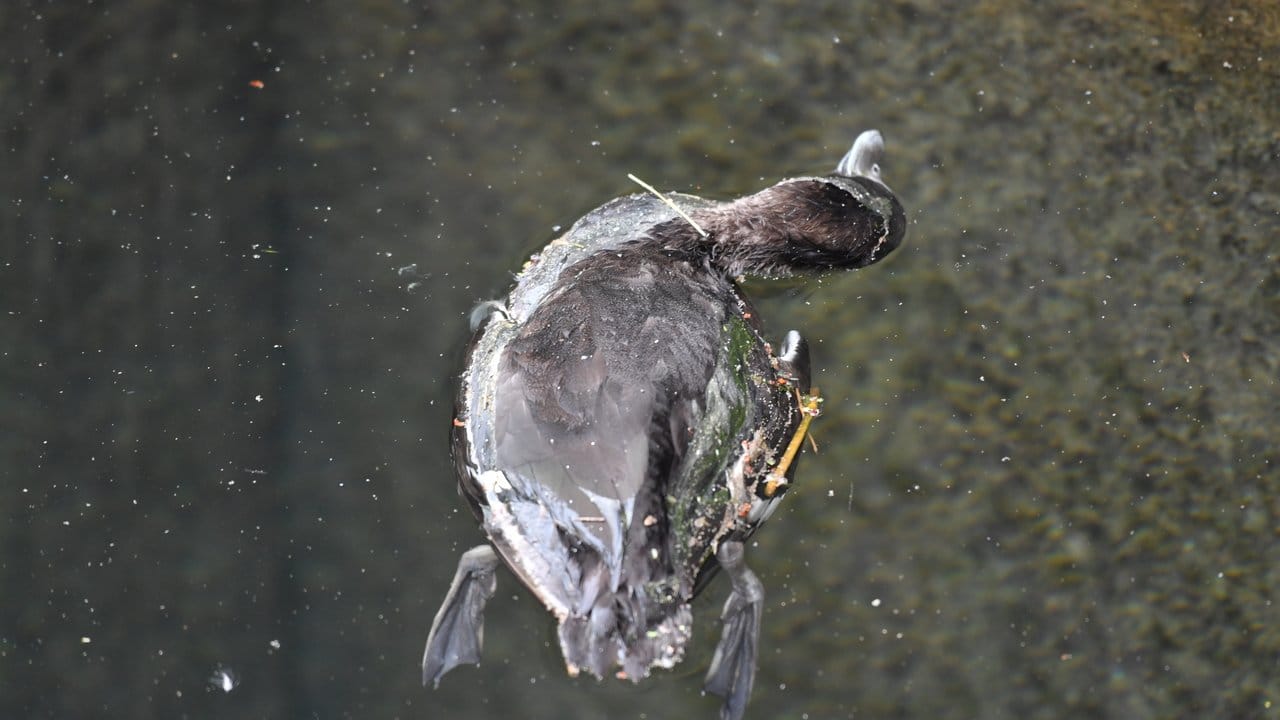 Eine tote Ente im östlichen Hafenbecken in Überlingen (Baden-Württemberg) am Bodensee. Eine tote Ente im östlichen Hafenbecken in Überlingen (Baden-Württemberg) am Bodensee.