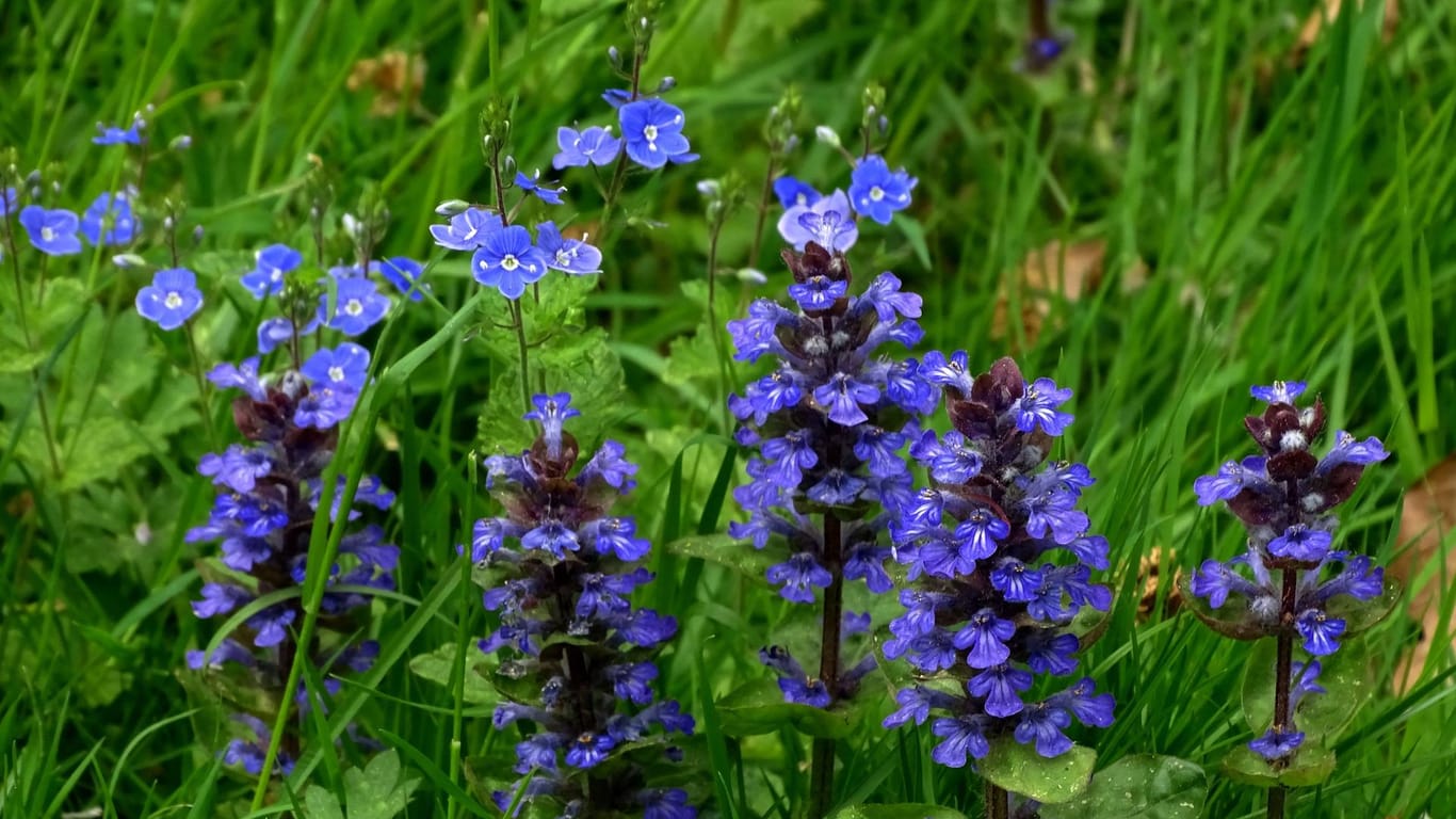 Der Kriechende Günsel ist mit seinen blauen Blüten leicht erkennbar.