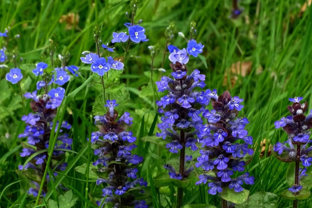 Der Kriechende Günsel ist mit seinen blauen Blüten leicht erkennbar.