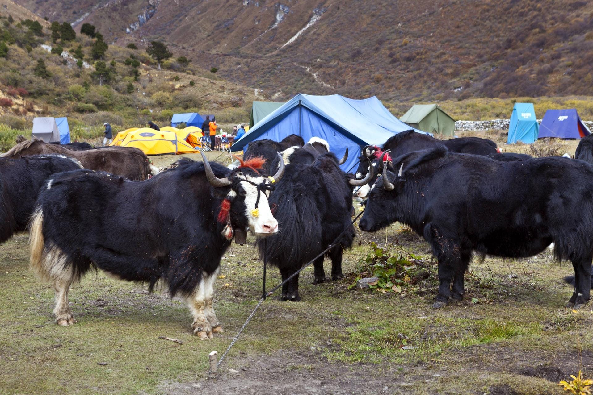 Yaks sind wichtige Nutztiere in Tibet.