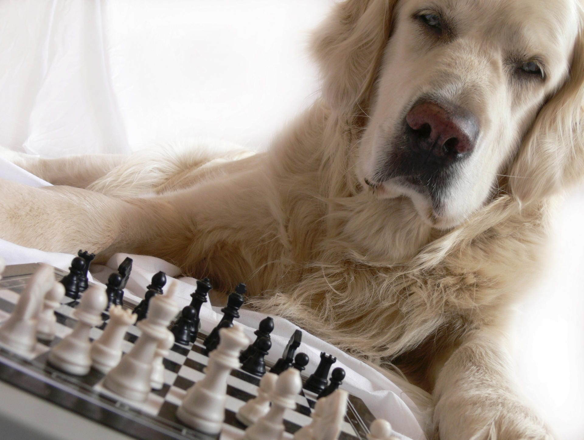 Hund beim Schach