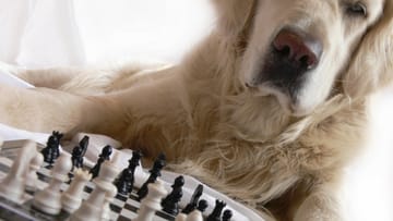 Hund beim Schach