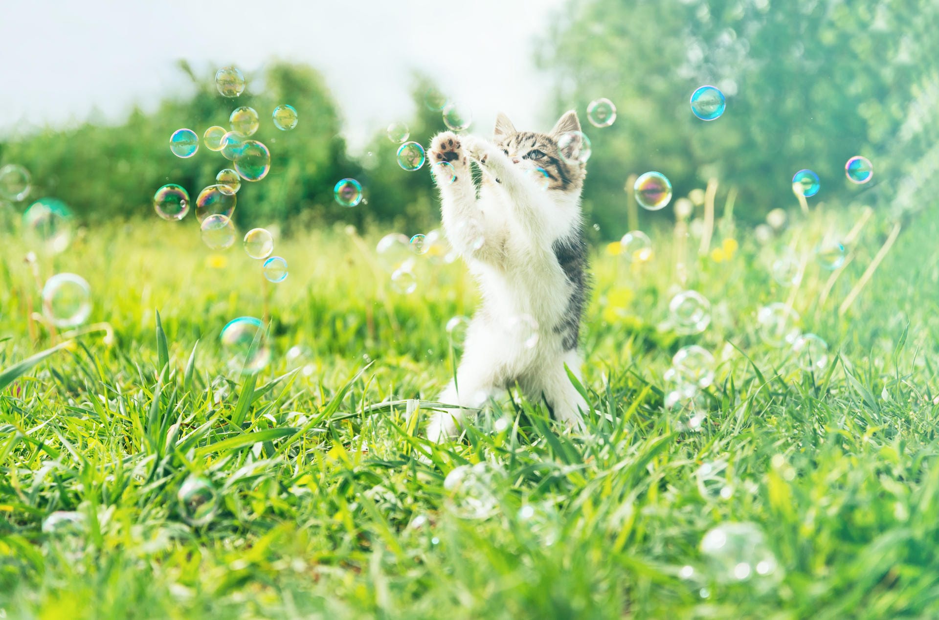 Katze spielt mit Seifenblasen