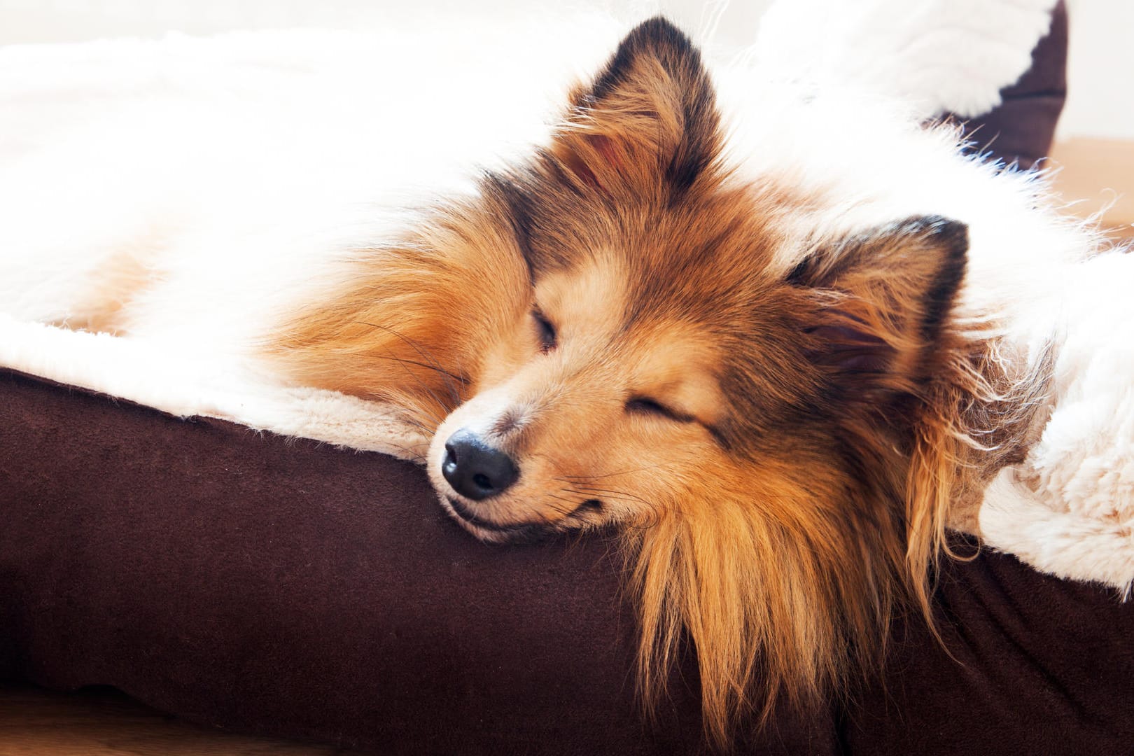 Sheltie schläft