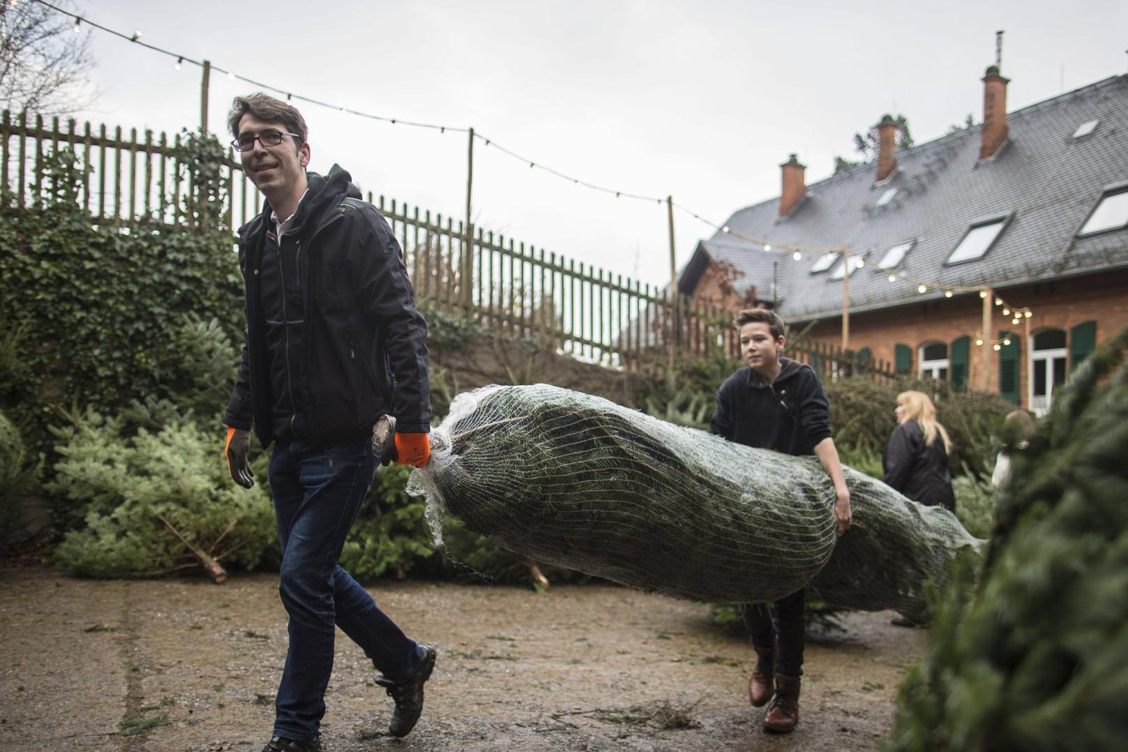 Im vergangenen Jahr wurden mehr als 29 Millionen Weihnachtsbäume gekauft.